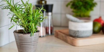 Las 10 mejores hierbas medicinales o especias para tener dentro de casa